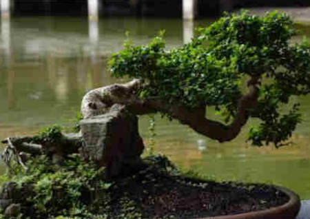 植物疯长对风水的影响