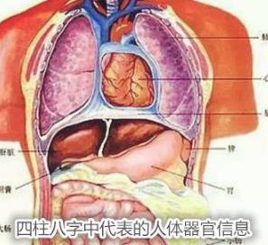 八字中代表的人体器官信息