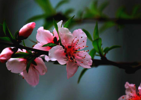 避免烂桃花风水