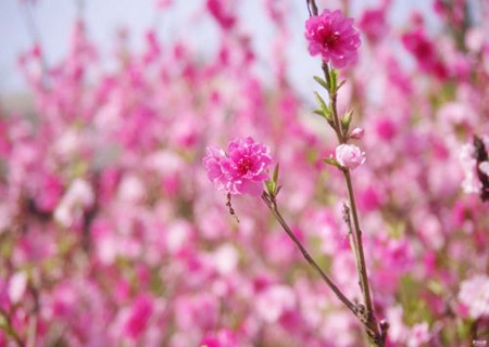 桃花位摆放什么催桃花