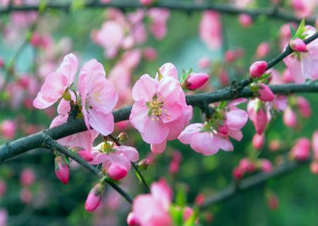 桃花位摆放什么催桃花