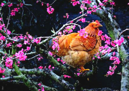 2021年属鸡的桃花位在哪方位