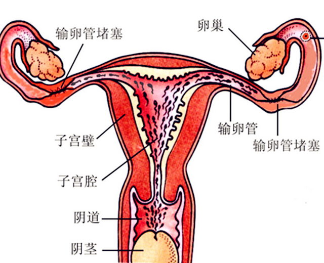 生殖系统有问题能够催丁吗？