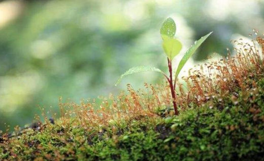 适合种植植物的八字