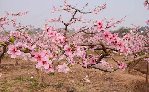 生辰八字算桃花.jpg