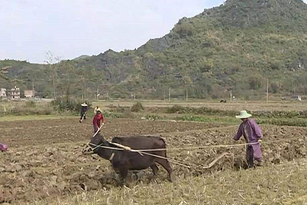 八字入门之己土日干如何取格局