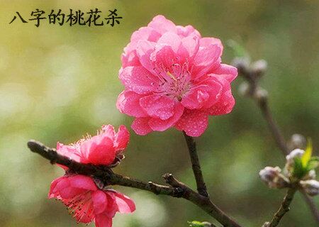 八字的桃花杀