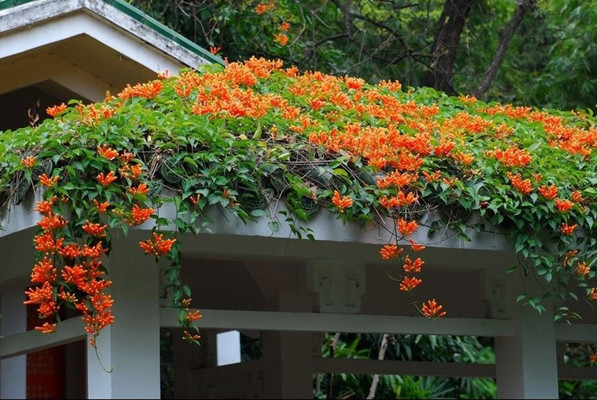 爬藤植物风水