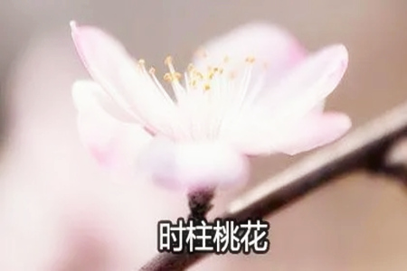 八字时柱有桃花是什么意思？