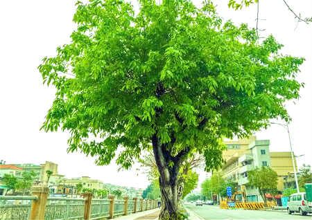 厂里面种植什么风水好