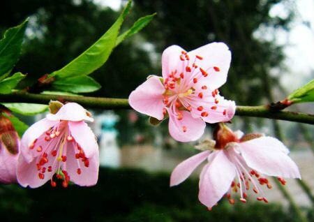 旺桃花的风水布局