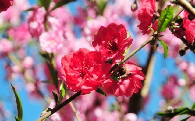 家里旺桃花风水应该如何布置