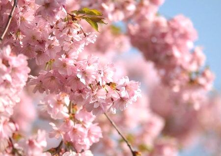 家居风水旺桃花运