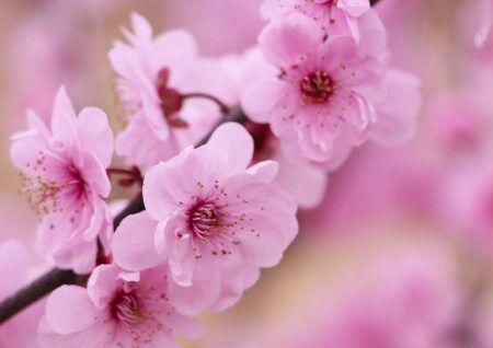 家居风水旺桃花运