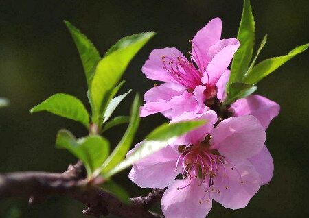 风水催桃花运布局