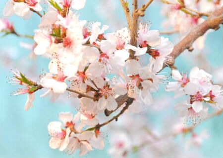 家居风水桃花位在哪