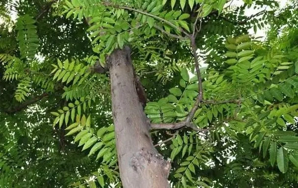 樟树在风水上的说法有哪些