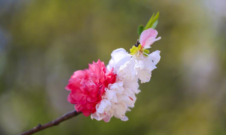 催桃花的风水布局