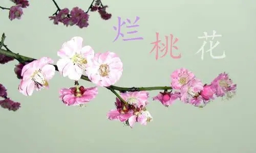 怎样解决烂桃花