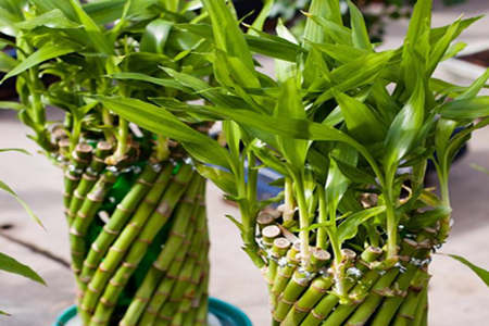 家里阳台种什么植物风水好又旺财