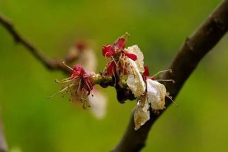 烂桃花要怎么化解