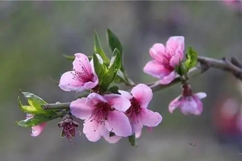 解决桃花运的办法