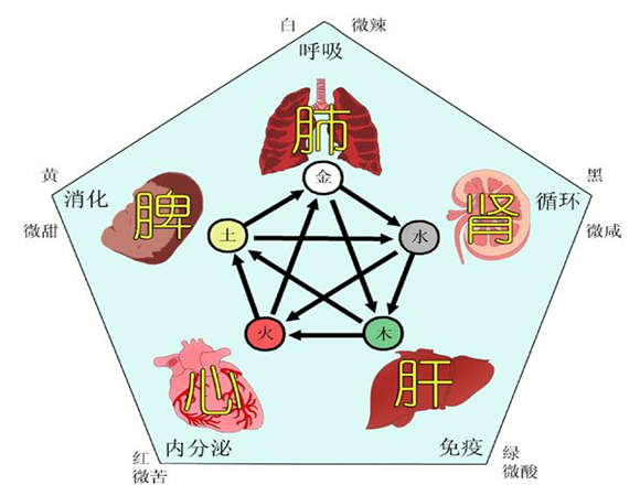 十天干代表身体部位