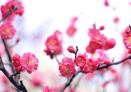 家中招桃花风水