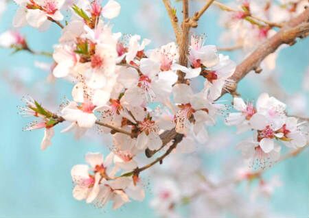 家中招桃花风水