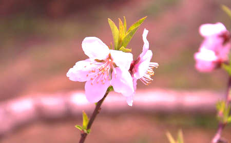 什么风水招烂桃花