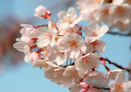 住宅风水怎么旺桃花运