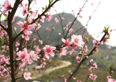 住宅风水怎么旺桃花运