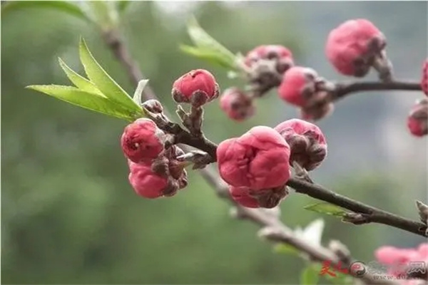 ​助旺桃花运的风水